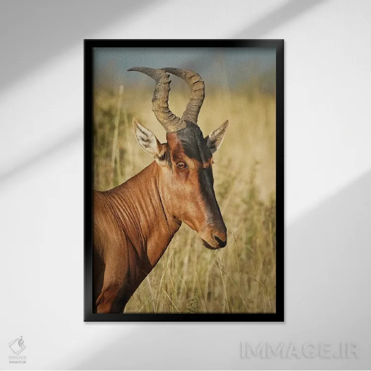 تابلو دکوراتیو آنتلوپ ایلان آفریقایی اثر رندا تامپسون - نمای قابدار مشکی
