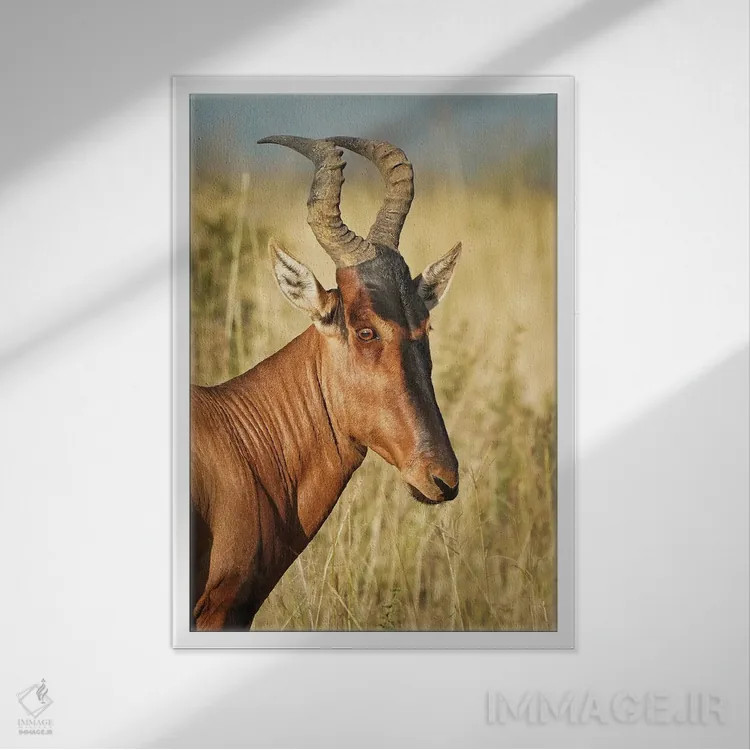 تابلو دکوراتیو آنتلوپ ایلان آفریقایی اثر رندا تامپسون - نمای قابدار سفید