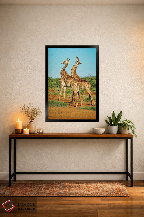 تابلو دکوراتیو نبرد زرافه های نر آفریقایی اثر رندا تامپسون - D5B