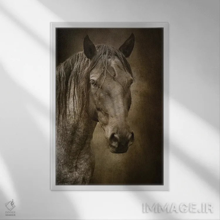 تابلو دکوراتیو اسب سیاه اثر رندا تامپسون - نمای قابدار سفید