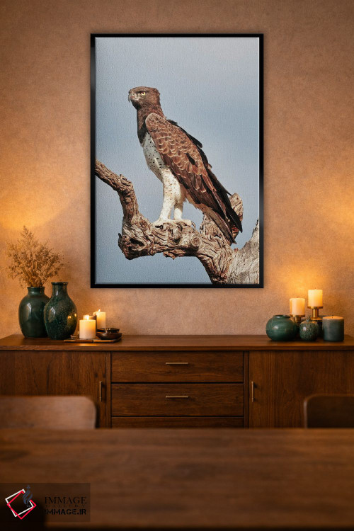 تابلو دکوراتیو عقاب جنگی آفریقایی اثر رندا تامپسون - D2B