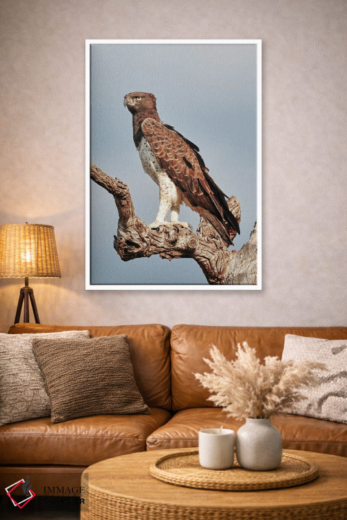 تابلو دکوراتیو عقاب جنگی آفریقایی اثر رندا تامپسون - D3W