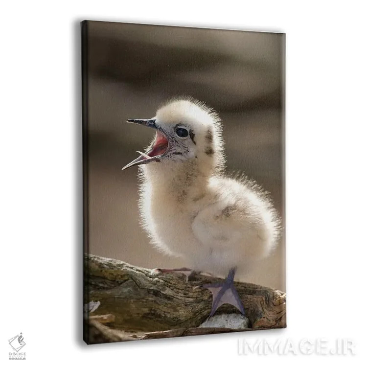 تابلو دکوراتیو North America, Northwestern Hawaiian Islands, Midway Atoll.… اثر ربکا جک رل - نمای پرسپکتیو محصول