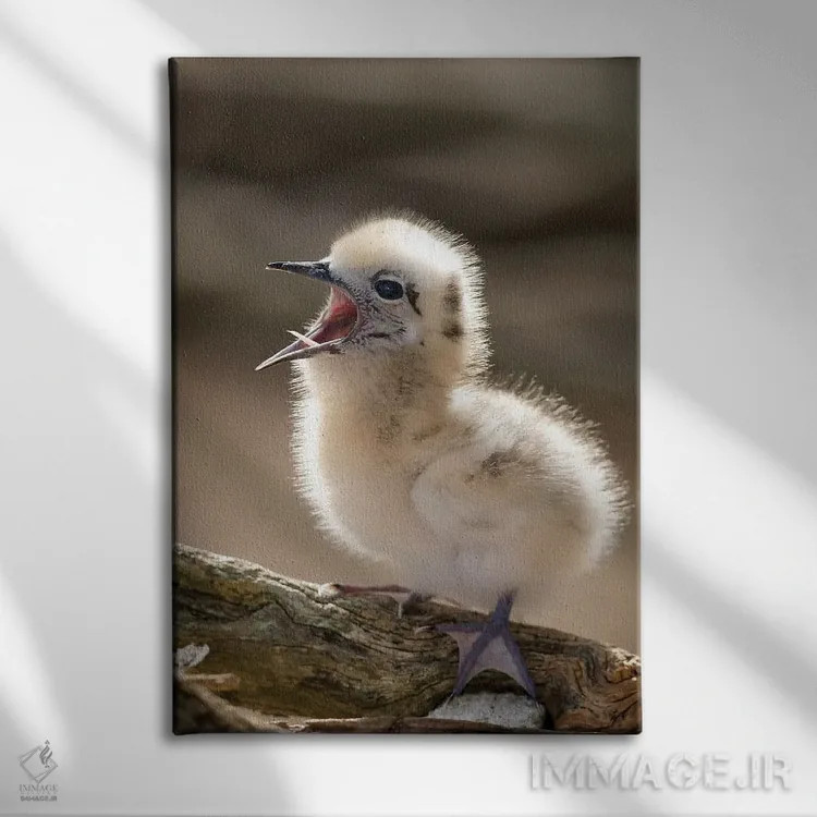 تابلو دکوراتیو North America, Northwestern Hawaiian Islands, Midway Atoll.… اثر ربکا جک رل - نمای روبهرو روی دیوار
