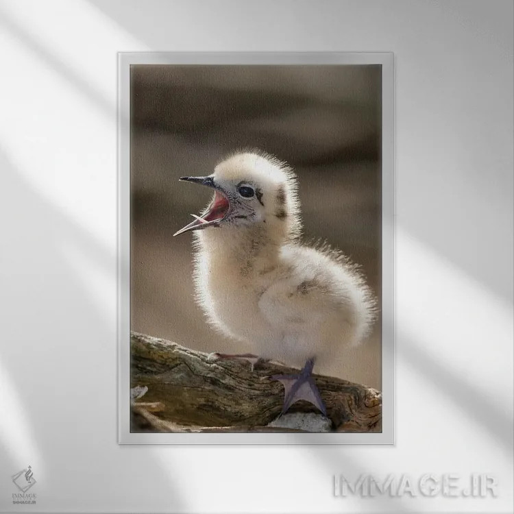 تابلو دکوراتیو North America, Northwestern Hawaiian Islands, Midway Atoll.… اثر ربکا جک رل - نمای قابدار سفید