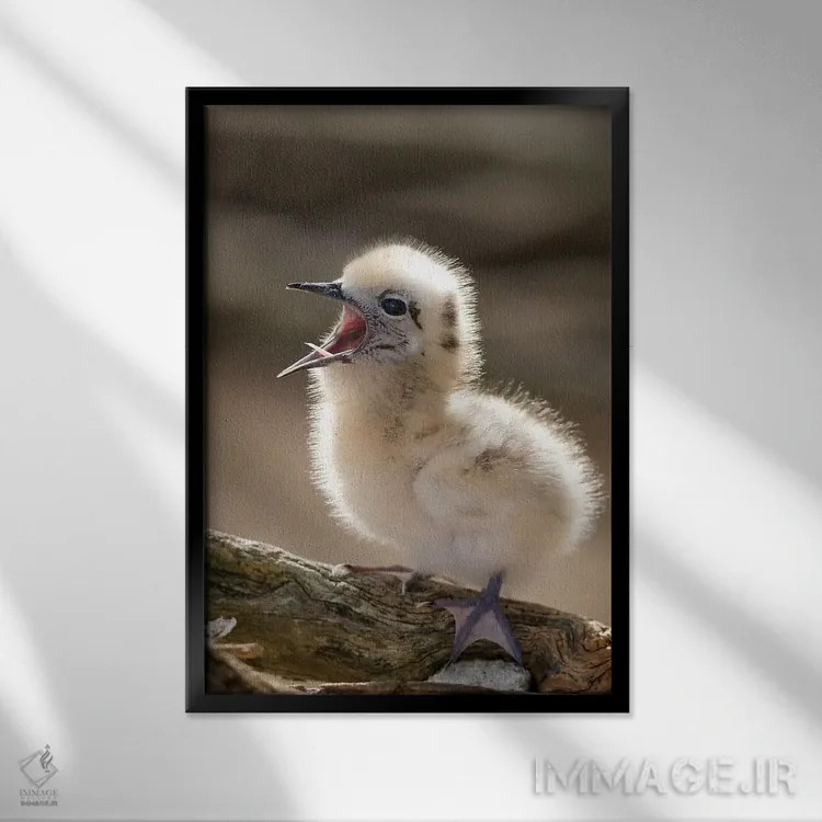 تابلو دکوراتیو North America, Northwestern Hawaiian Islands, Midway Atoll.… اثر ربکا جک رل - نمای قابدار مشکی