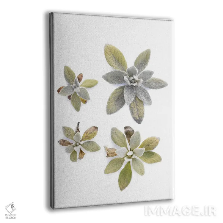 تابلو دکوراتیو گوش بره اثر بری روزنتال - نمای پرسپکتیو محصول