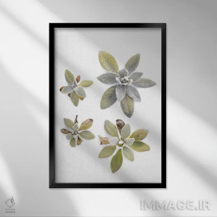 تابلو دکوراتیو گوش بره اثر بری روزنتال - نمای قابدار مشکی