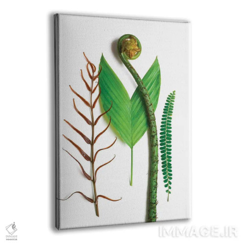تابلو دکوراتیو سه سرخس و یک نخل اثر بری روزنتال - نمای پرسپکتیو محصول