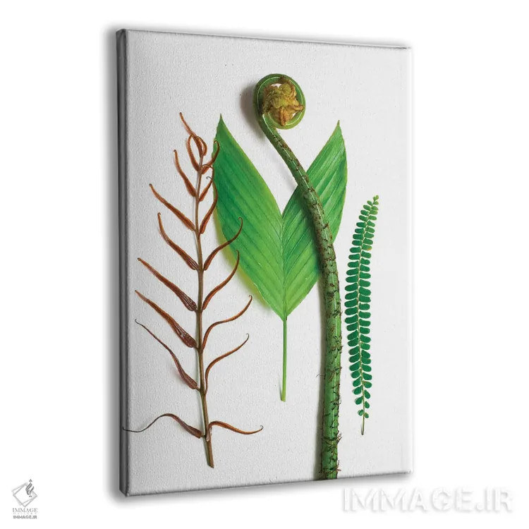 تابلو دکوراتیو سه سرخس و یک نخل اثر بری روزنتال - نمای پرسپکتیو محصول