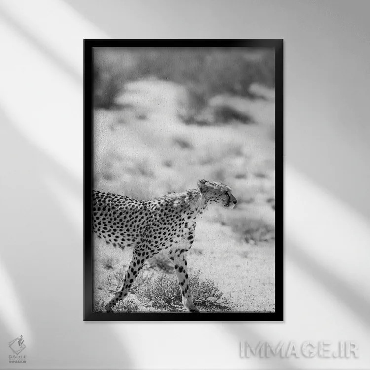 تابلو دکوراتیو گربه سافاری اثر عکس های کلینت - نمای قابدار مشکی
