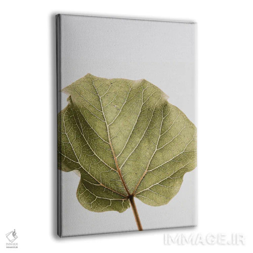 تابلو دکوراتیو ابوتیفولیا ۳ اثر عکس های کلینت - نمای پرسپکتیو محصول