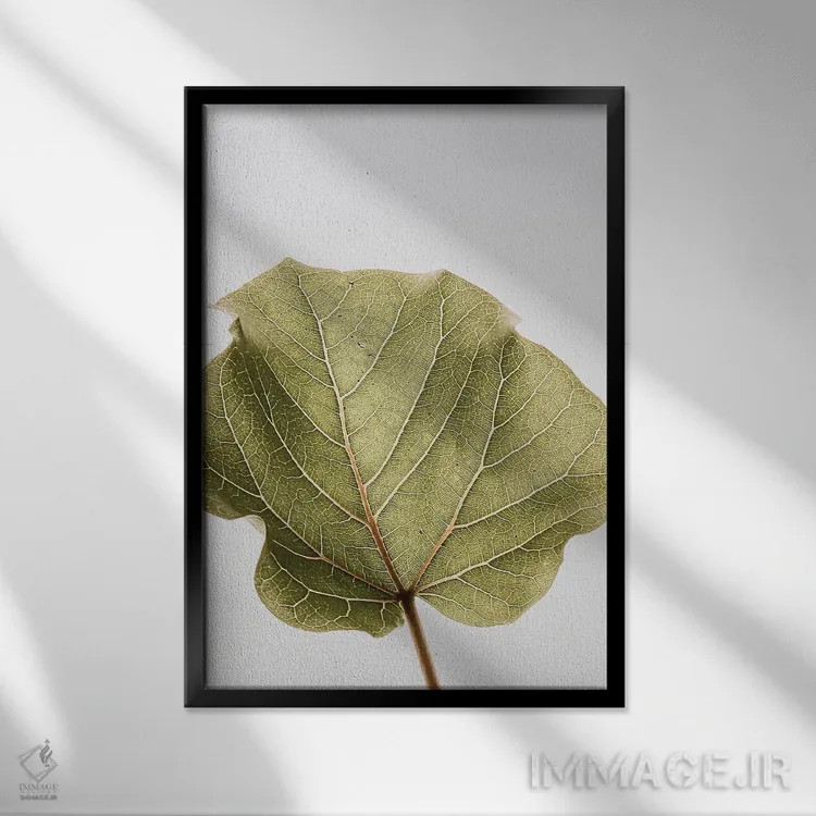 تابلو دکوراتیو ابوتیفولیا ۳ اثر عکس های کلینت - نمای قابدار مشکی