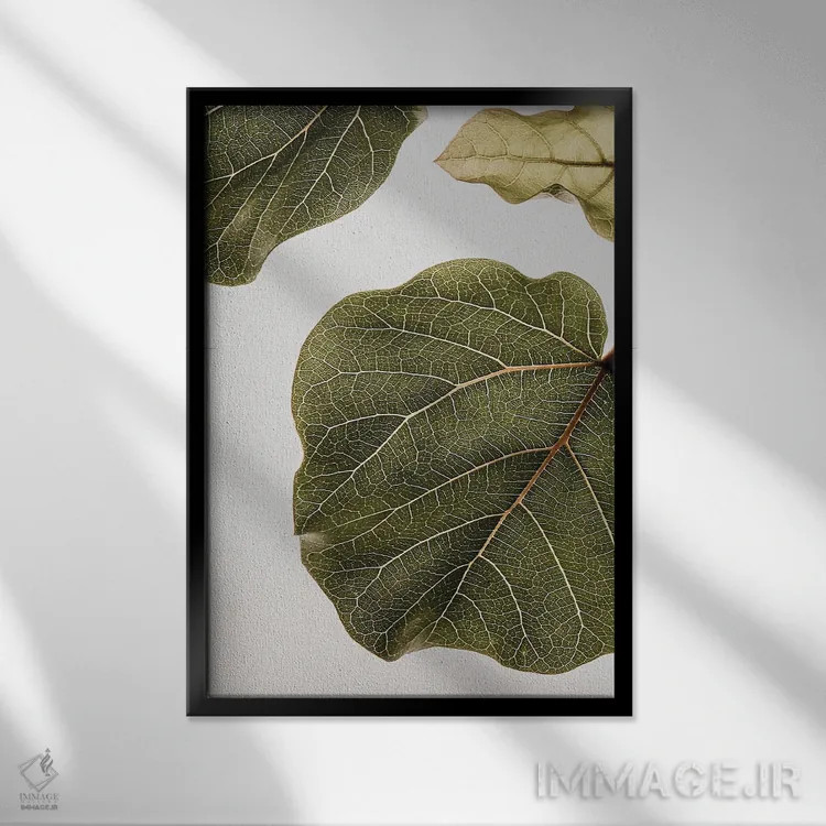 تابلو دکوراتیو ابوتیفولیا ۲ اثر عکس های کلینت - نمای قابدار مشکی