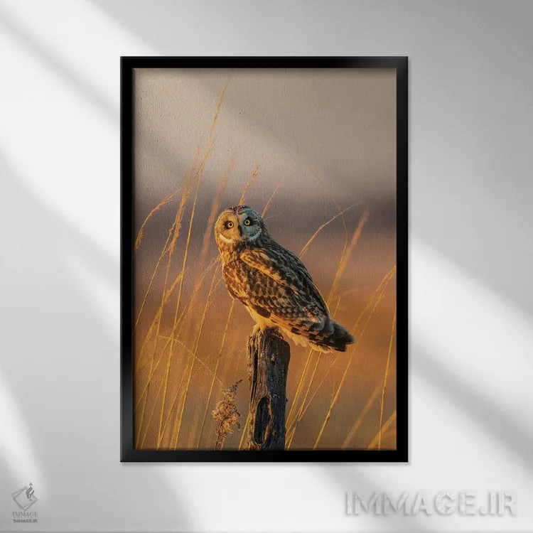 تابلو دکوراتیو Prairie Ridge State Natural Area, Marion County, Illi… اثر ریچارد و سوزان دی - نمای قابدار مشکی