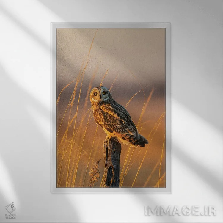 تابلو دکوراتیو Prairie Ridge State Natural Area, Marion County, Illi… اثر ریچارد و سوزان دی - نمای قابدار سفید