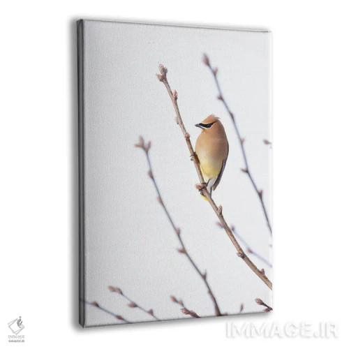 تابلو مینیمال طوقای سدروس I اثر روپا ساتون - نمای پرسپکتیو محصول