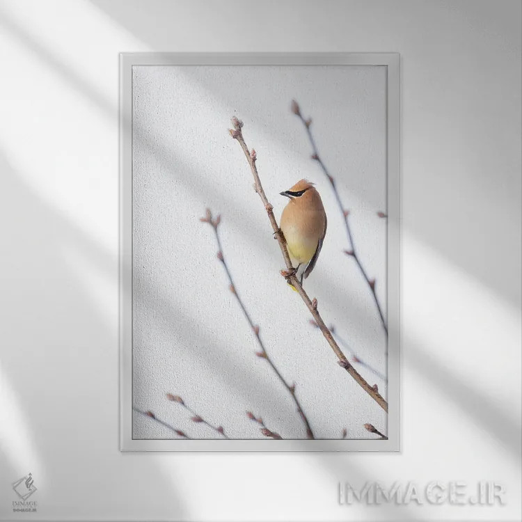 تابلو مینیمال طوقای سدروس I اثر روپا ساتون - نمای قابدار سفید