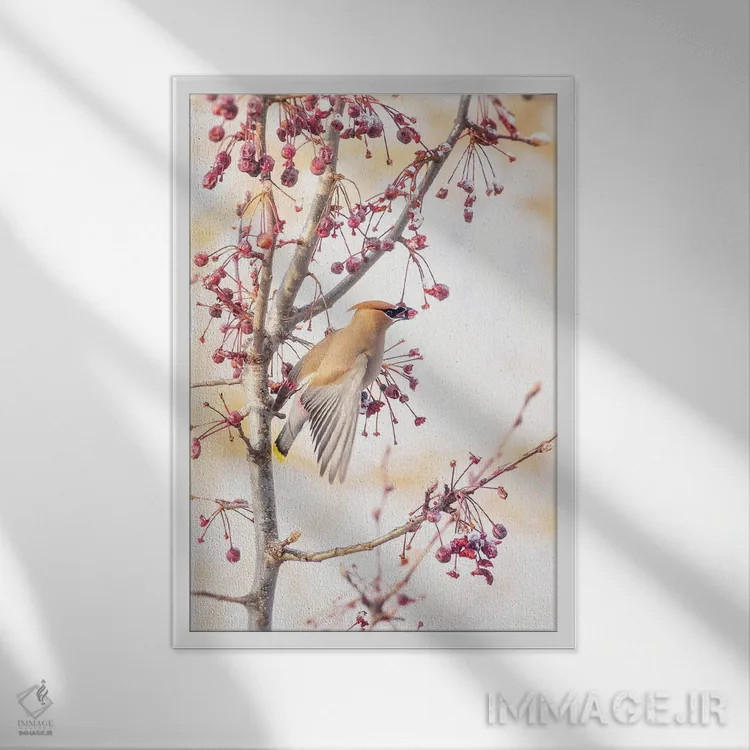 تابلو دکوراتیو طوقای سدروس II اثر روپا ساتون - نمای قابدار سفید