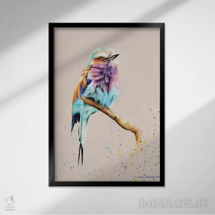 تابلو دکوراتیو پرنده رولر سینه رنگی اثر سارا استریبلینگ - نمای قابدار مشکی
