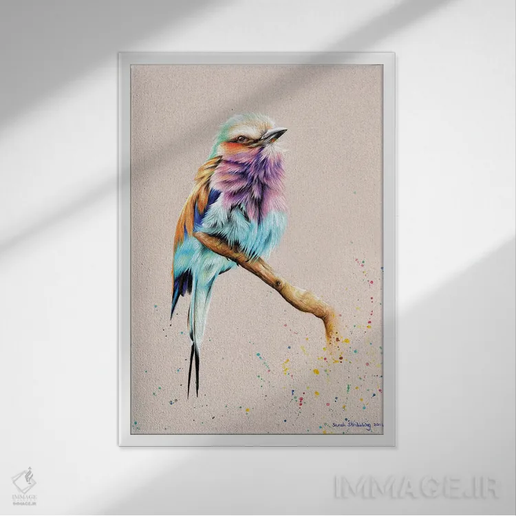 تابلو دکوراتیو پرنده رولر سینه رنگی اثر سارا استریبلینگ - نمای قابدار سفید