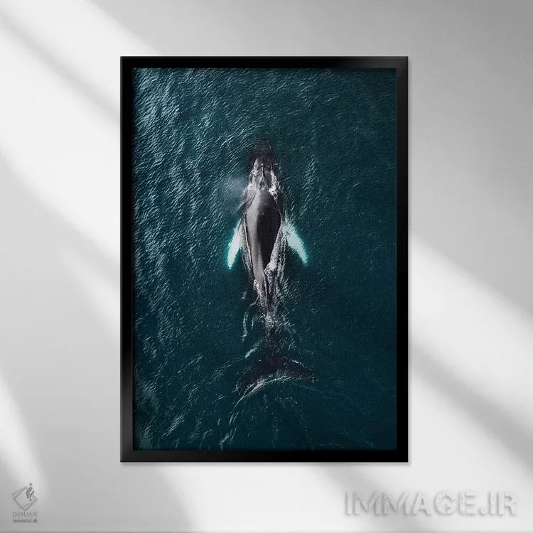 تابلو دکوراتیو نهنگ گوژپشت از نمای بالا اثر مایکل شاور - نمای قابدار مشکی