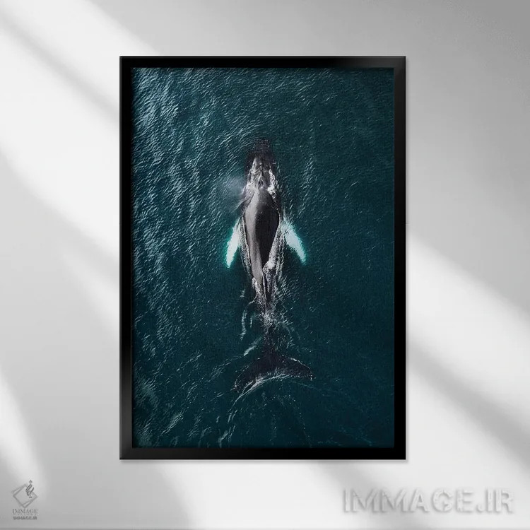 تابلو دکوراتیو نهنگ گوژپشت از نمای بالا اثر مایکل شاور - نمای قابدار مشکی