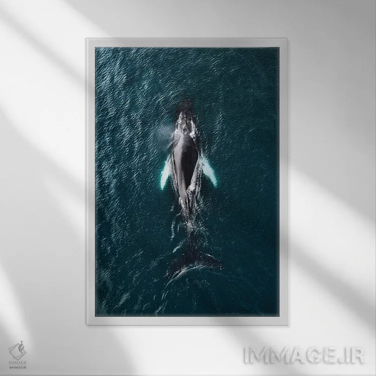 تابلو دکوراتیو نهنگ گوژپشت از نمای بالا اثر مایکل شاور - نمای قابدار سفید