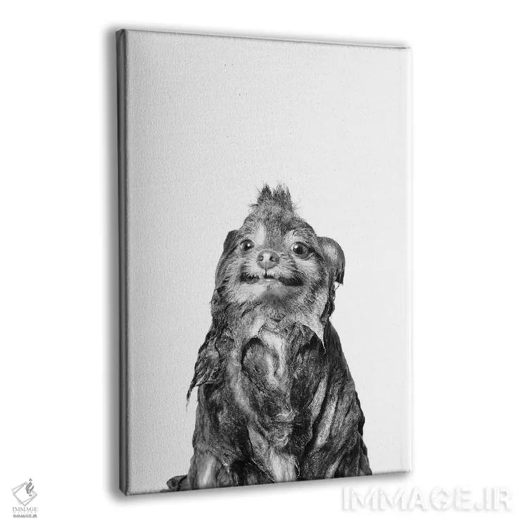 تابلو دکوراتیو Chelsea II, Black & White,سگ خیس، چلسی ۲ اثر سوفی گامان - نمای پرسپکتیو محصول