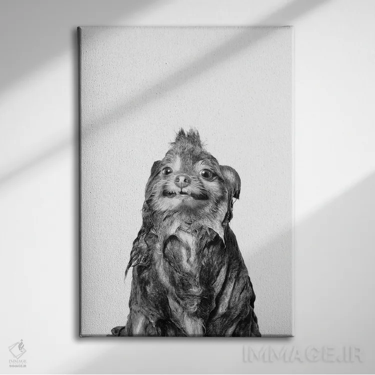 تابلو دکوراتیو Chelsea II, Black & White,سگ خیس، چلسی ۲ اثر سوفی گامان - نمای روبهرو روی دیوار