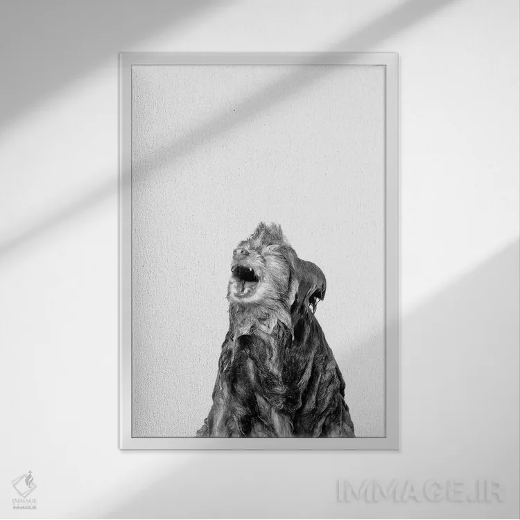 تابلو دکوراتیو Chelsea, Black & White,سگ خیس، چلسی اثر سوفی گامان - نمای قابدار سفید