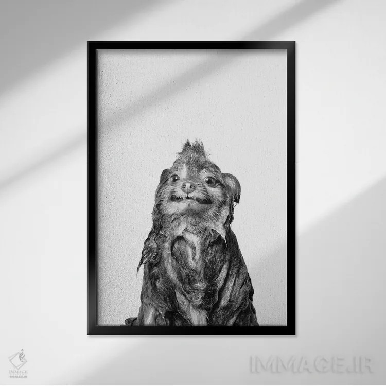 تابلو دکوراتیو Chelsea II, Black & White,سگ خیس، چلسی ۲ اثر سوفی گامان - نمای قابدار مشکی