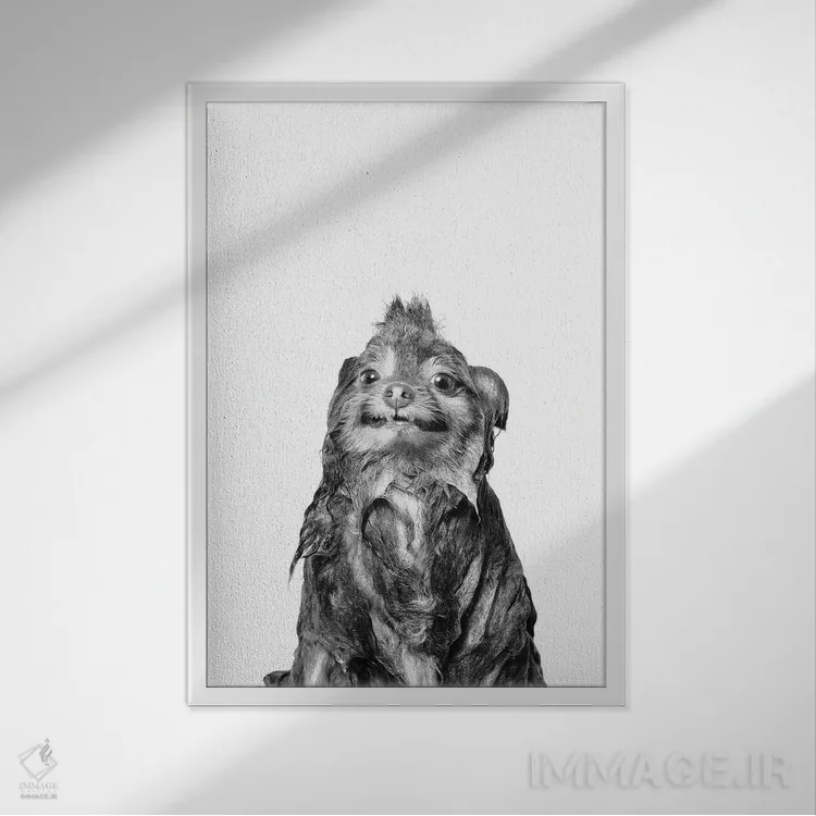 تابلو دکوراتیو Chelsea II, Black & White,سگ خیس، چلسی ۲ اثر سوفی گامان - نمای قابدار سفید