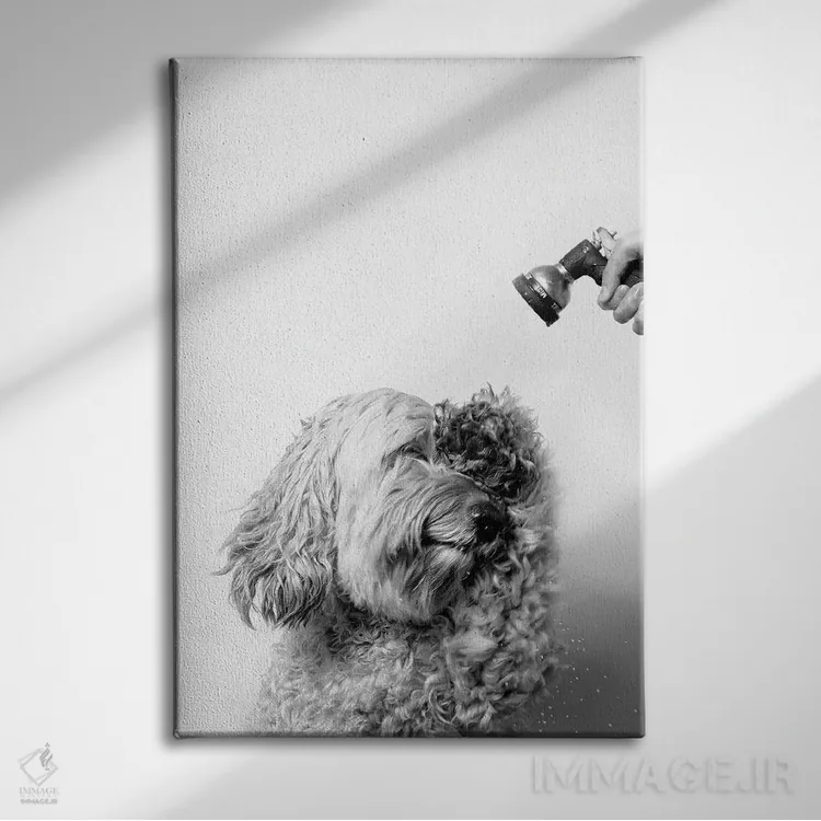 تابلو دکوراتیو Lelu, Black & White,سگ خیس، للو اثر سوفی گامان - نمای روبهرو روی دیوار