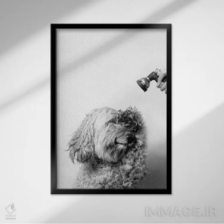 تابلو دکوراتیو Lelu, Black & White,سگ خیس، للو اثر سوفی گامان - نمای قابدار مشکی