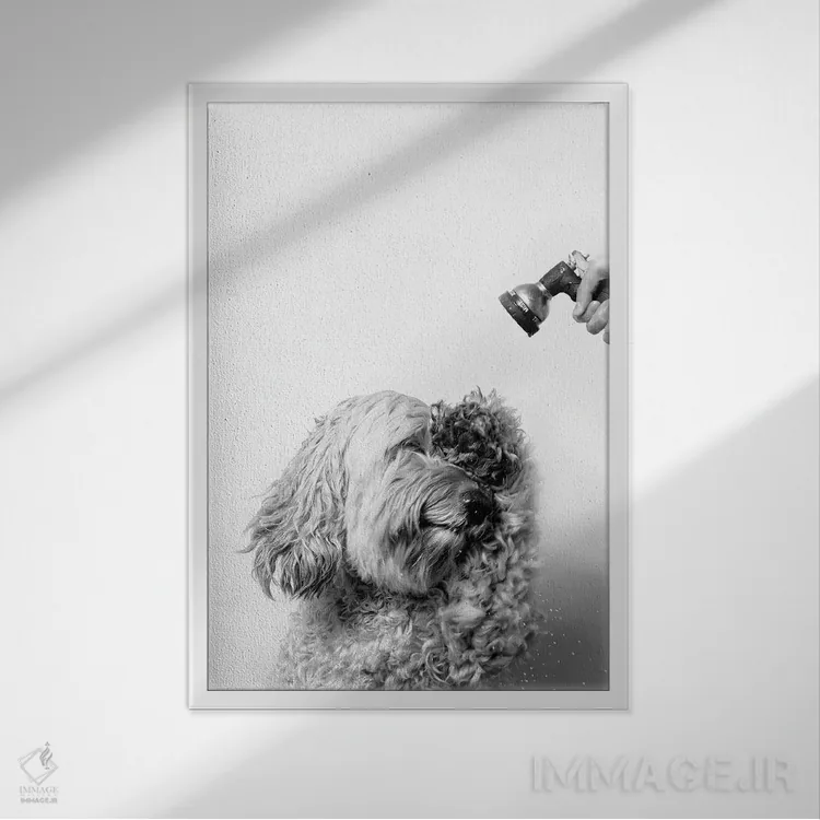 تابلو دکوراتیو Lelu, Black & White,سگ خیس، للو اثر سوفی گامان - نمای قابدار سفید