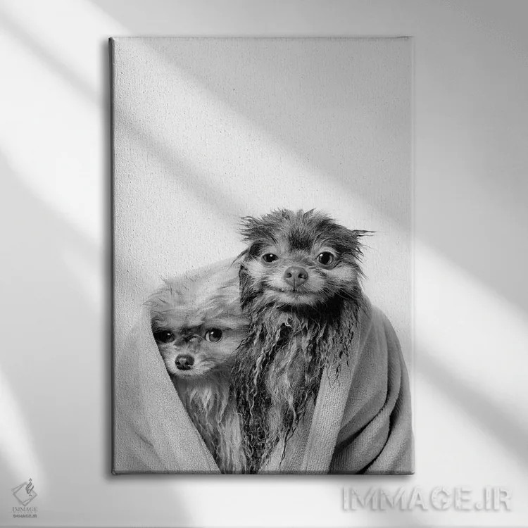 تابلو دکوراتیو Chelsea And Pancake, Black & White,سگ های خیس، چلسی و پنکیک اثر سوفی گامان - نمای روبهرو روی دیوار