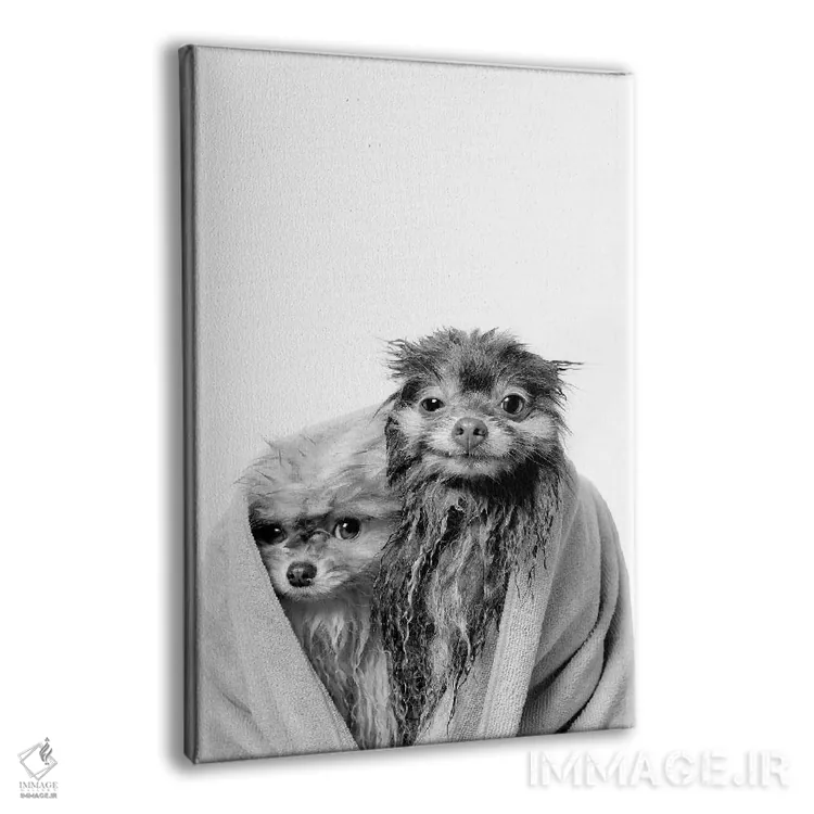 تابلو دکوراتیو Chelsea And Pancake, Black & White,سگ های خیس، چلسی و پنکیک اثر سوفی گامان - نمای پرسپکتیو محصول