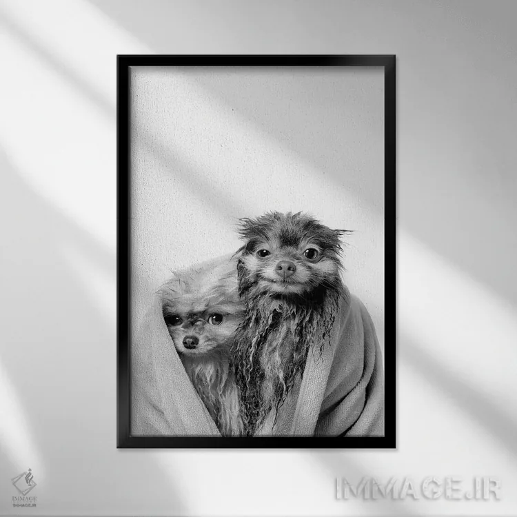 تابلو دکوراتیو Chelsea And Pancake, Black & White,سگ های خیس، چلسی و پنکیک اثر سوفی گامان - نمای قابدار مشکی