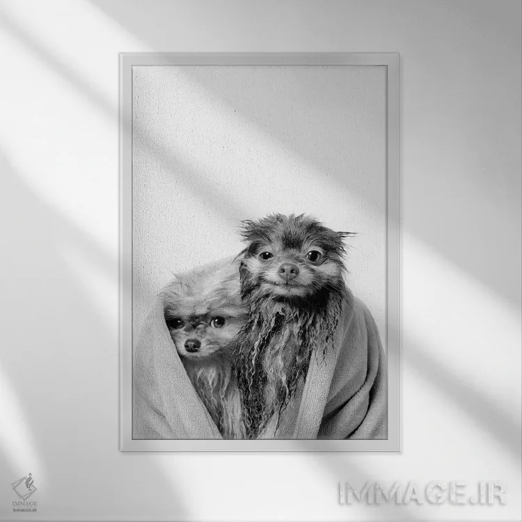 تابلو دکوراتیو Chelsea And Pancake, Black & White,سگ های خیس، چلسی و پنکیک اثر سوفی گامان - نمای قابدار سفید