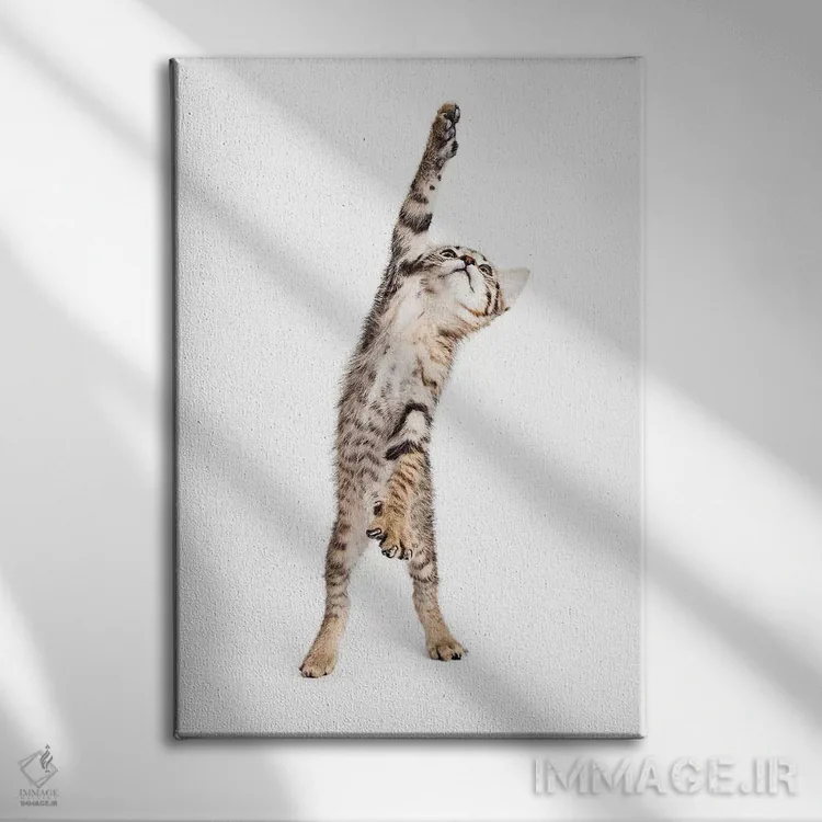 تابلو دکوراتیو بچه گربه بازیگوش ایستاده و یکی از پنجه هایش را دراز کرده اثر سوزان ریچی - نمای روبهرو روی دیوار