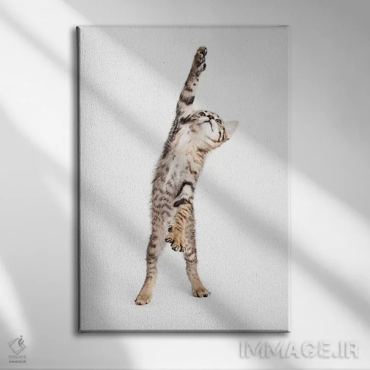 تابلو دکوراتیو بچه گربه بازیگوش ایستاده و یکی از پنجه هایش را دراز کرده اثر سوزان ریچی - نمای روبهرو روی دیوار