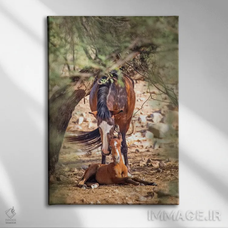 تابلو دکوراتیو اسب وحشی ماده به همراه کره اسب نوزاد اثر سوزان ریچی - نمای روبهرو روی دیوار