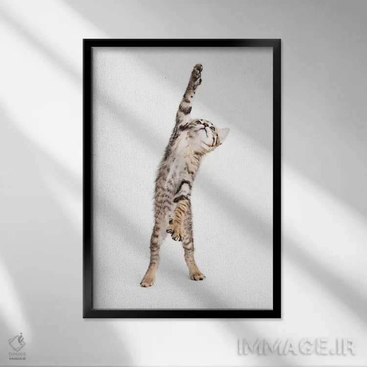 تابلو دکوراتیو بچه گربه بازیگوش ایستاده و یکی از پنجه هایش را دراز کرده اثر سوزان ریچی - نمای قابدار مشکی