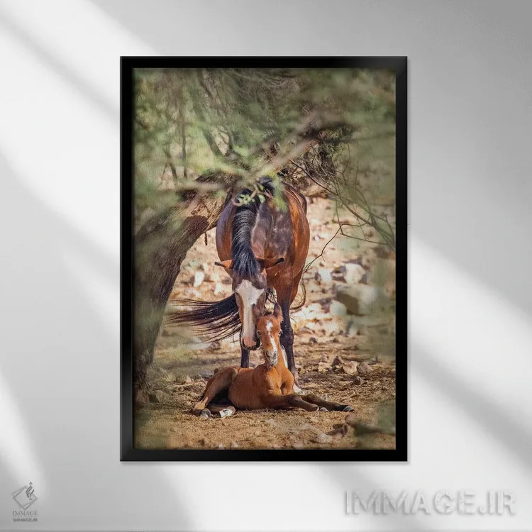 تابلو دکوراتیو اسب وحشی ماده به همراه کره اسب نوزاد اثر سوزان ریچی - نمای قابدار مشکی