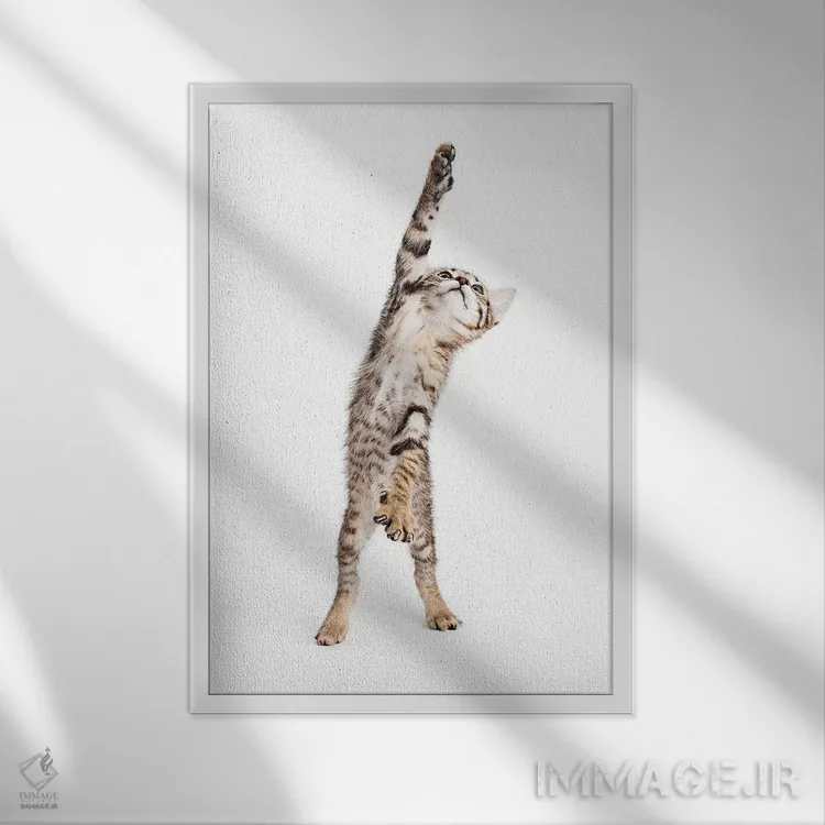 تابلو دکوراتیو بچه گربه بازیگوش ایستاده و یکی از پنجه هایش را دراز کرده اثر سوزان ریچی - نمای قابدار سفید