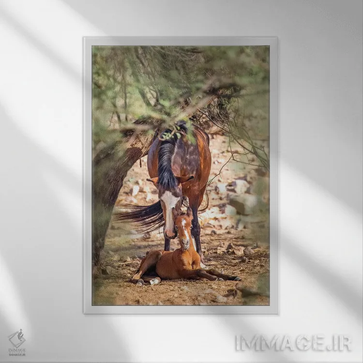تابلو دکوراتیو اسب وحشی ماده به همراه کره اسب نوزاد اثر سوزان ریچی - نمای قابدار سفید