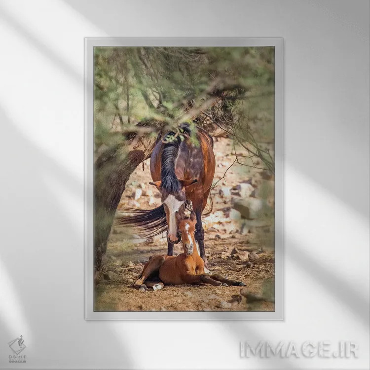 تابلو دکوراتیو اسب وحشی ماده به همراه کره اسب نوزاد اثر سوزان ریچی - نمای قابدار سفید