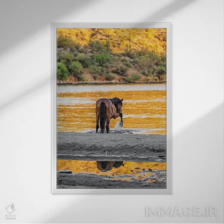 تابلو دکوراتیو اسب وحشی آریزونا در حال بازی در آب اثر سوزان ریچی - نمای قابدار سفید