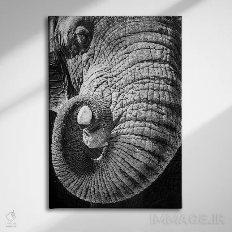 تابلو دکوراتیو فیل در حال پیچاندن خرطوم دور عاجش اثر سوزان ریچی - نمای روبهرو روی دیوار